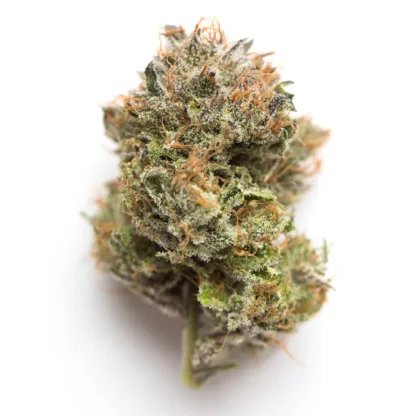 obama kush cannabis strain